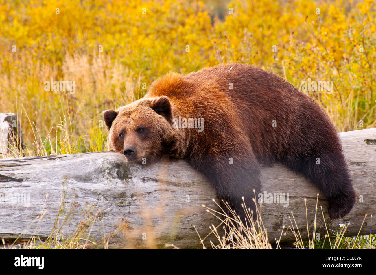 Un orso grizzly di prendere un periodo di riposo Foto Stock