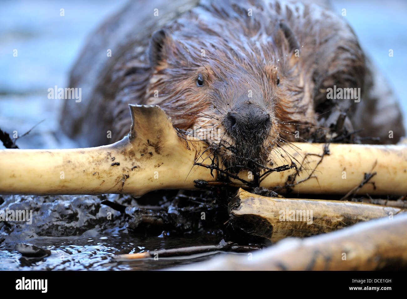 Una parte anteriore vicino la vista frontale di un adulto beaver "Castor canadenis' che portano un sbucciate stick al posto sul suo Beaver Dam Foto Stock