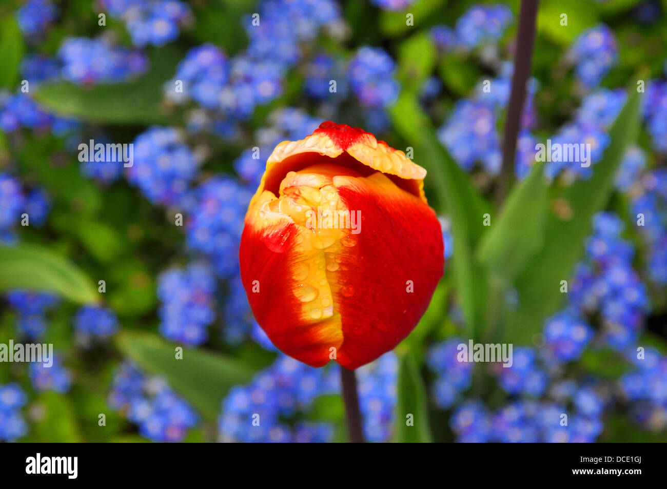 Un vibrante fiore in un bellissimo giardino inglese Foto Stock