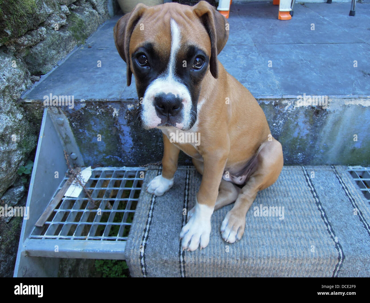 Un simpatico boxer femmina cucciolo seduti sulle scale e guardando a voi  con grande innocenti occhi Foto stock - Alamy