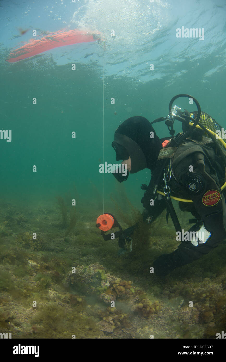 Scenic immersioni sub in Kimmeridge bay, volontaria sulle zone marine, Scuba diving NEL REGNO UNITO Foto Stock