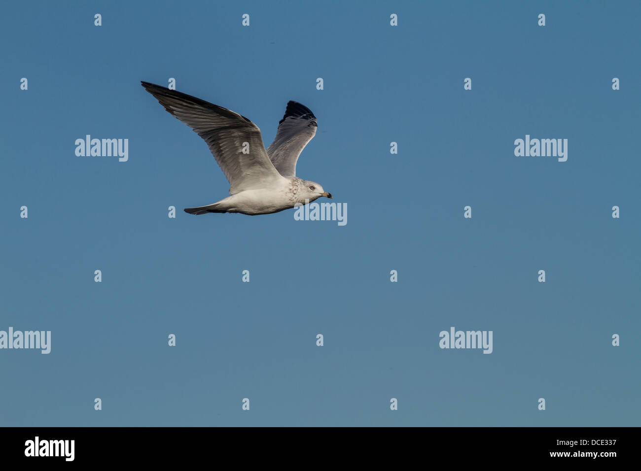 Anello-fatturati gabbiano (Larus delawarensis) catturati in volo come si vola sopra il lago di erbaccia, in cerca di cibo. Lago di erbaccia, Alberta, Canada Foto Stock