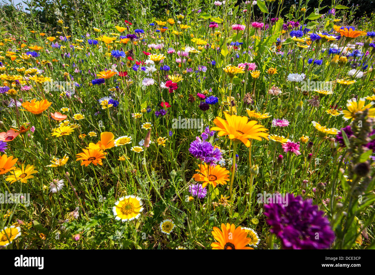 Prato di fiori selvaggi con molti fiori colorati e piante. Foto Stock