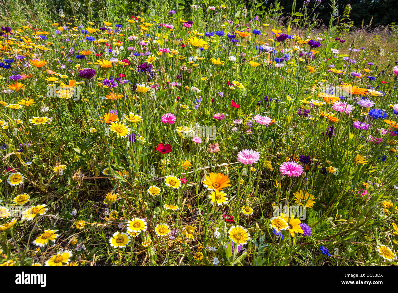 Prato di fiori selvaggi con molti fiori colorati e piante. Foto Stock