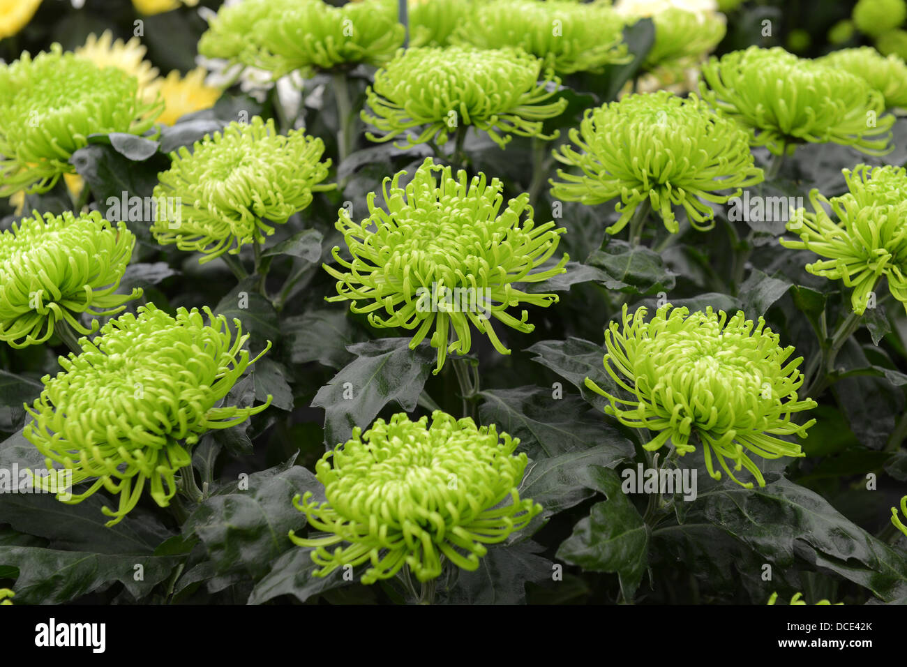 Crisantemo nebbia verde Foto Stock