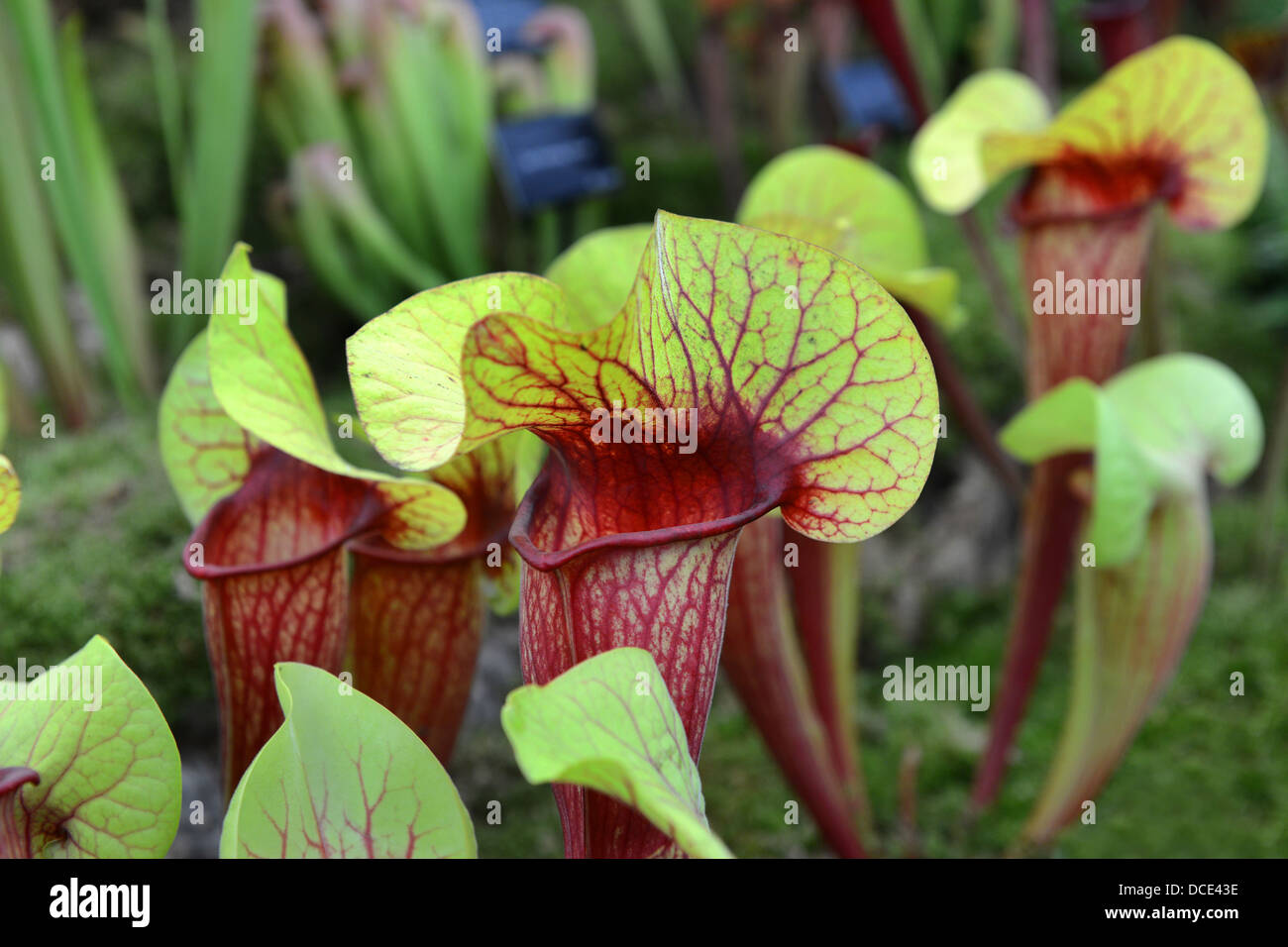 Sarracenia x exornata pesche una pianta carnivora Foto Stock