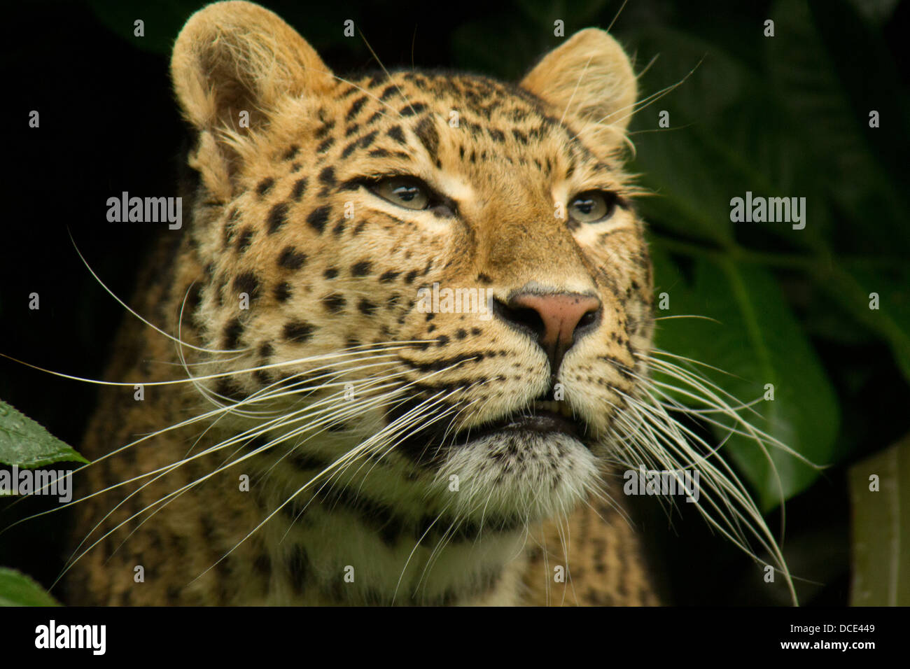 Cinese del nord Leopard guardando fuori dal sottobosco Foto Stock