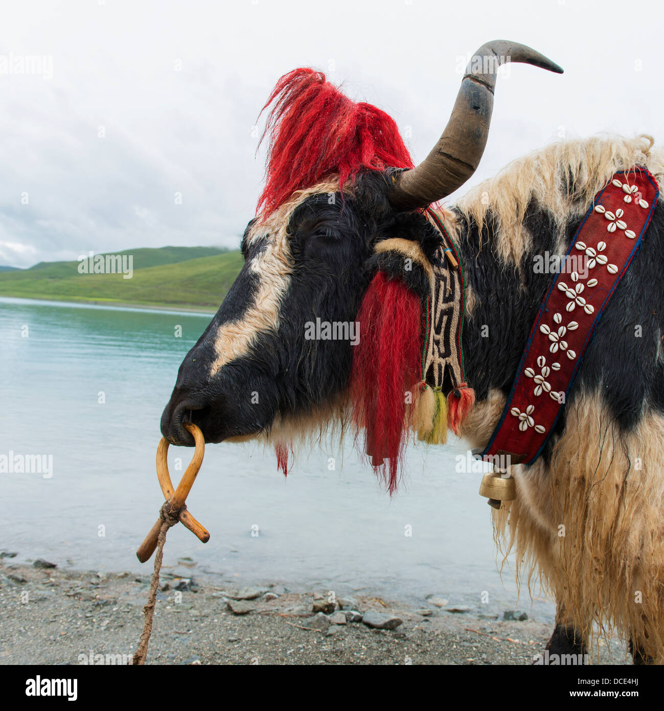 Decorate yak; Shannan, Tibet, Xizang, Cina Foto Stock