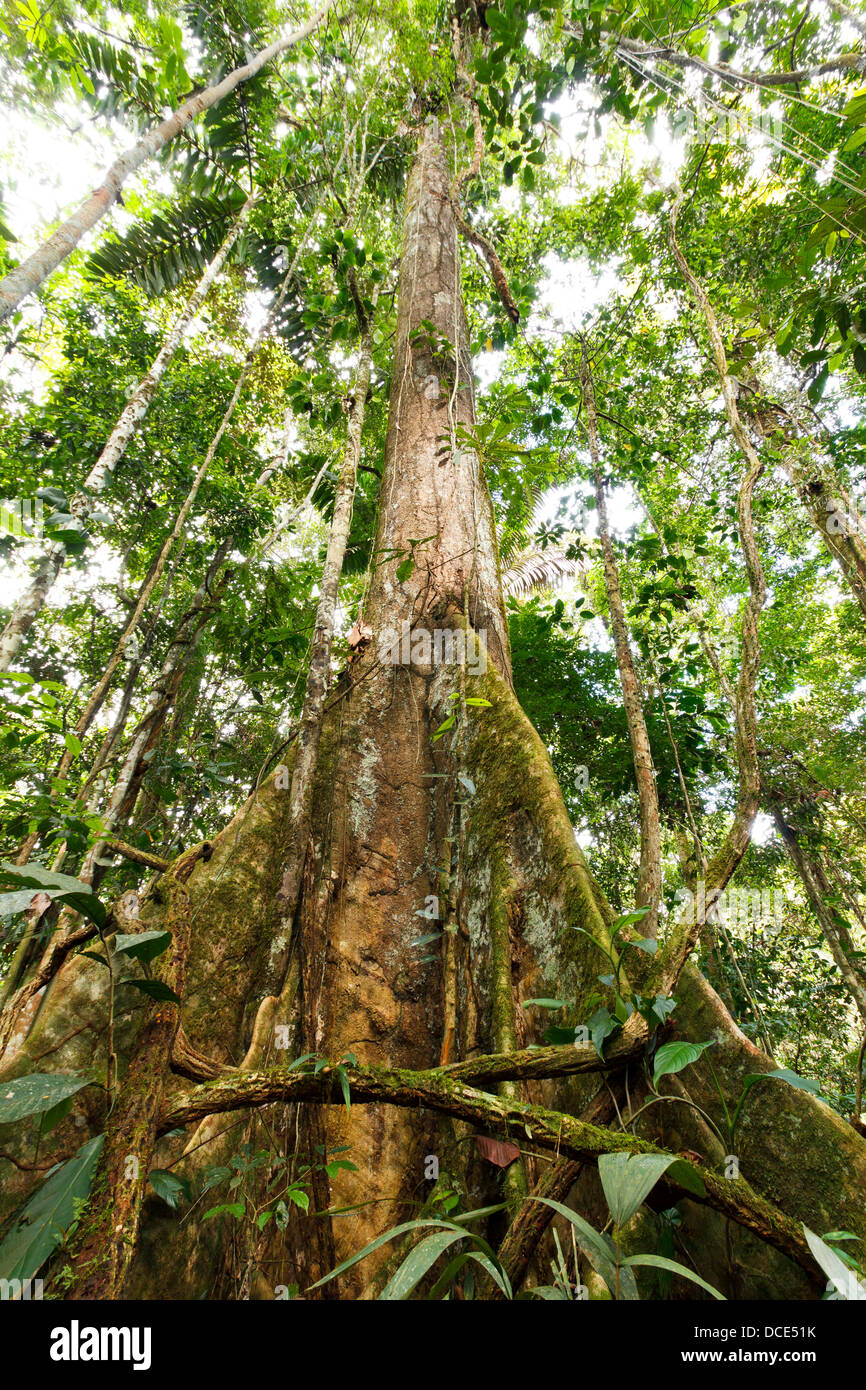 Basso angolo di visione di un grande albero nella foresta pluviale primaria con radici quadrate, Ecuador Foto Stock