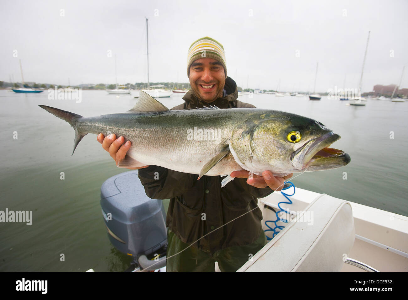 L'uomo tenendo un striped bass; Boston Massachusetts, Stati Uniti d'America Foto Stock