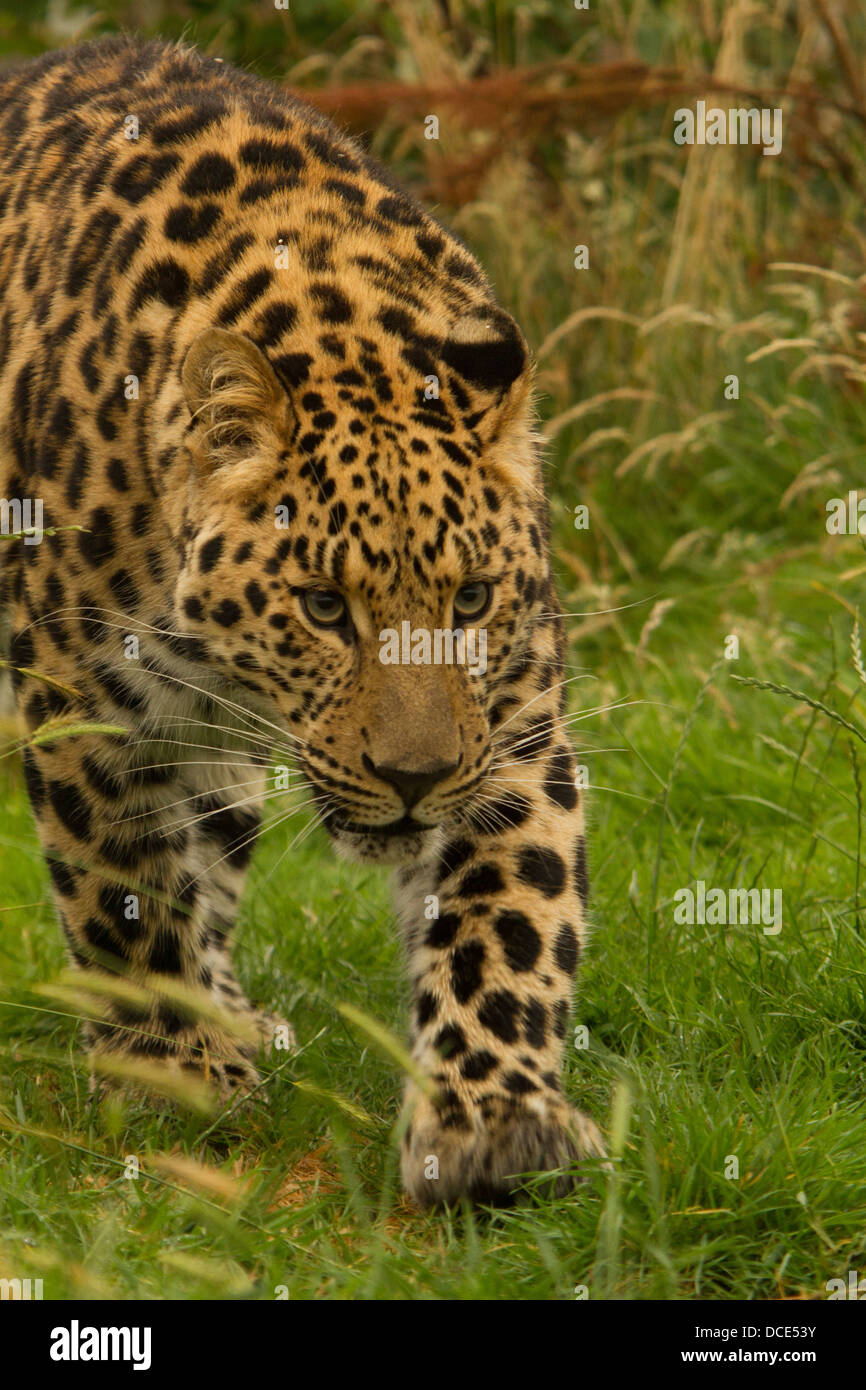 Leopard a piedi attraverso la vegetazione Foto Stock