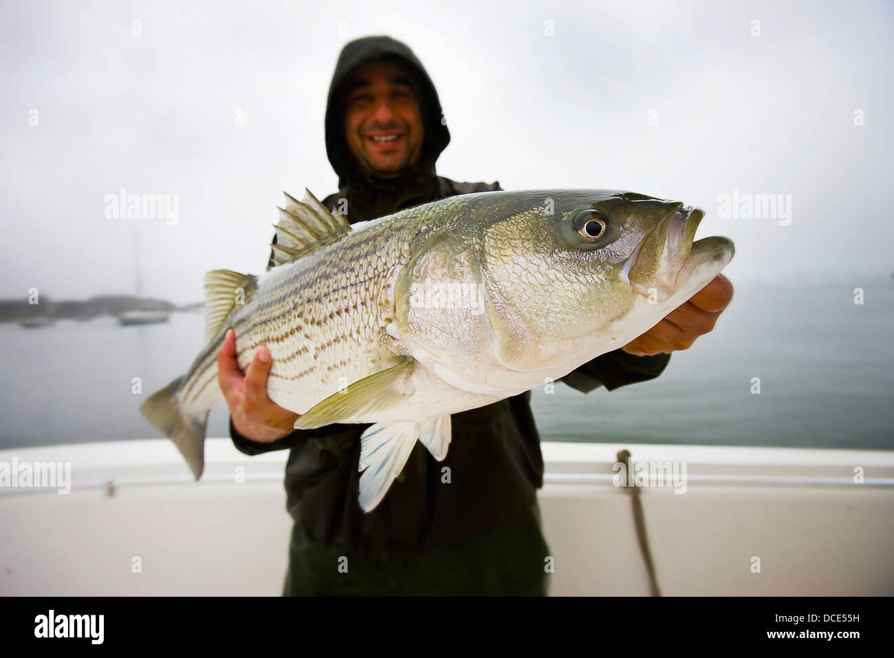 L'uomo tenendo un striped bass; Boston Massachusetts, Stati Uniti d'America Foto Stock