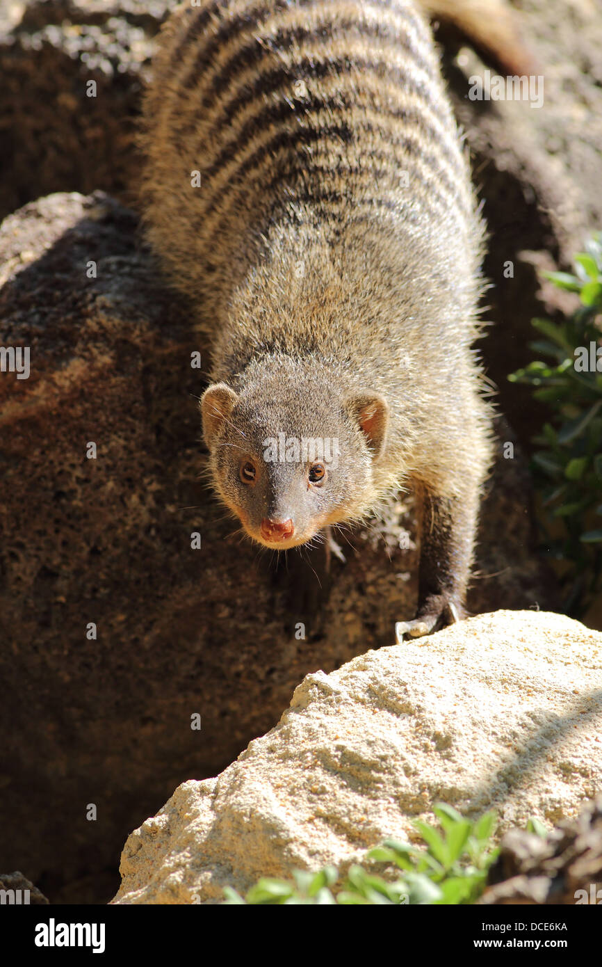 In prossimità di una mangusta nastrati camminando verso la telecamera Foto Stock