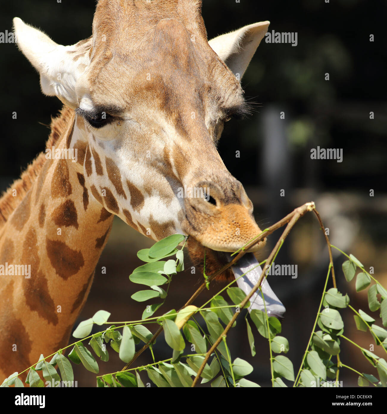 In prossimità di una testa di giraffa mangiare che mostra la linguetta Foto Stock