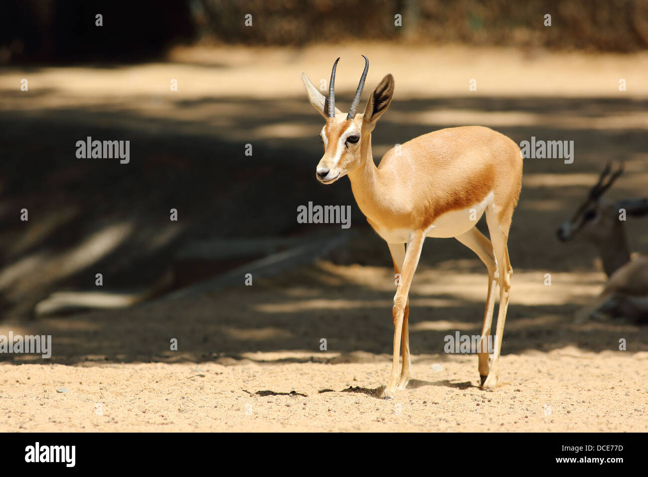 Gazelle bellissime passeggiate in un zoo Foto Stock
