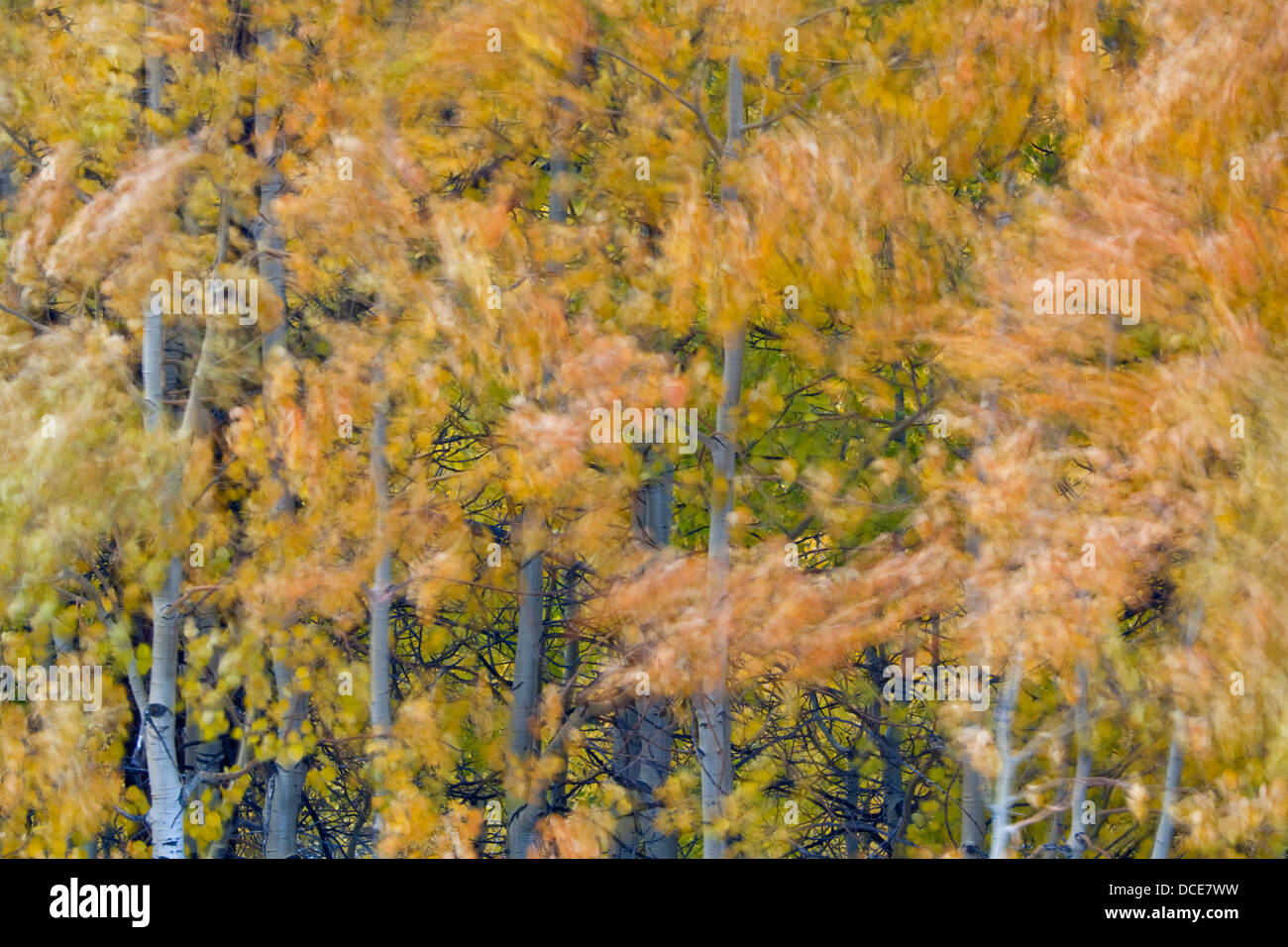 Aspen e alberi e foglie al vento, Vescovo Creek Canyon, Sierra orientale, California Foto Stock