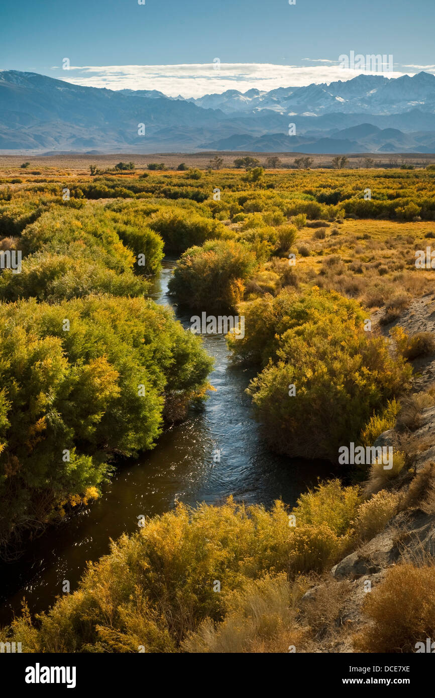 Owens fiume nella Owens Valley, vicino al Vescovo, Sierra orientale, California Foto Stock