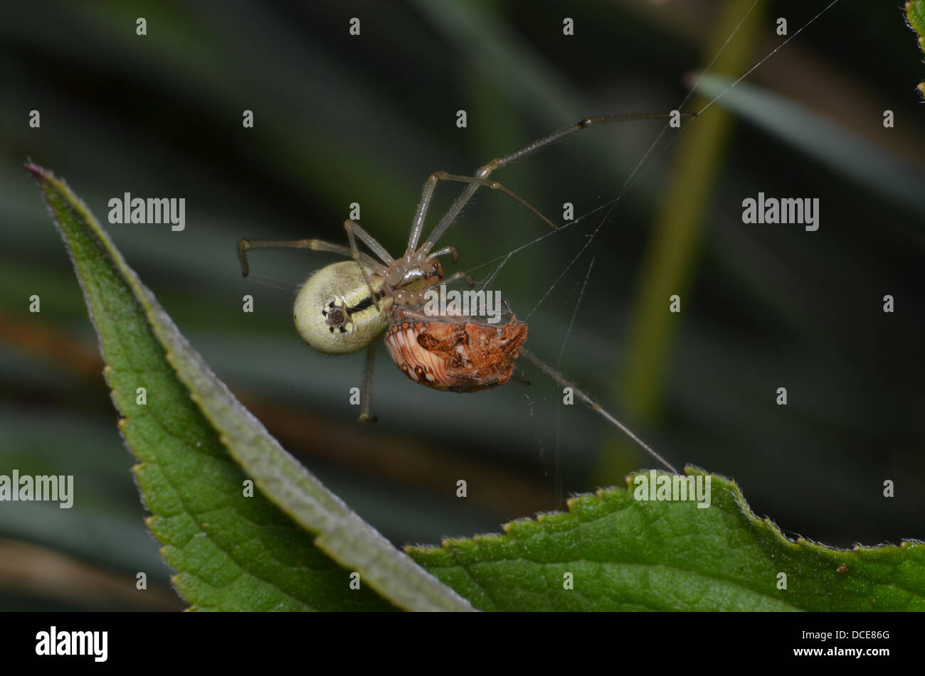 Green Garden spider assaporerete gioiello bug. Foto Stock