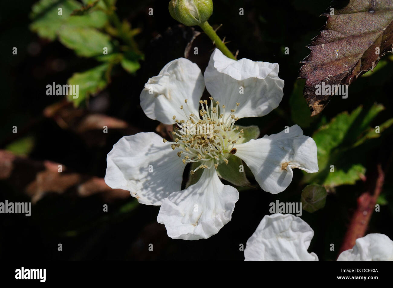 Dewberry blossom Foto Stock