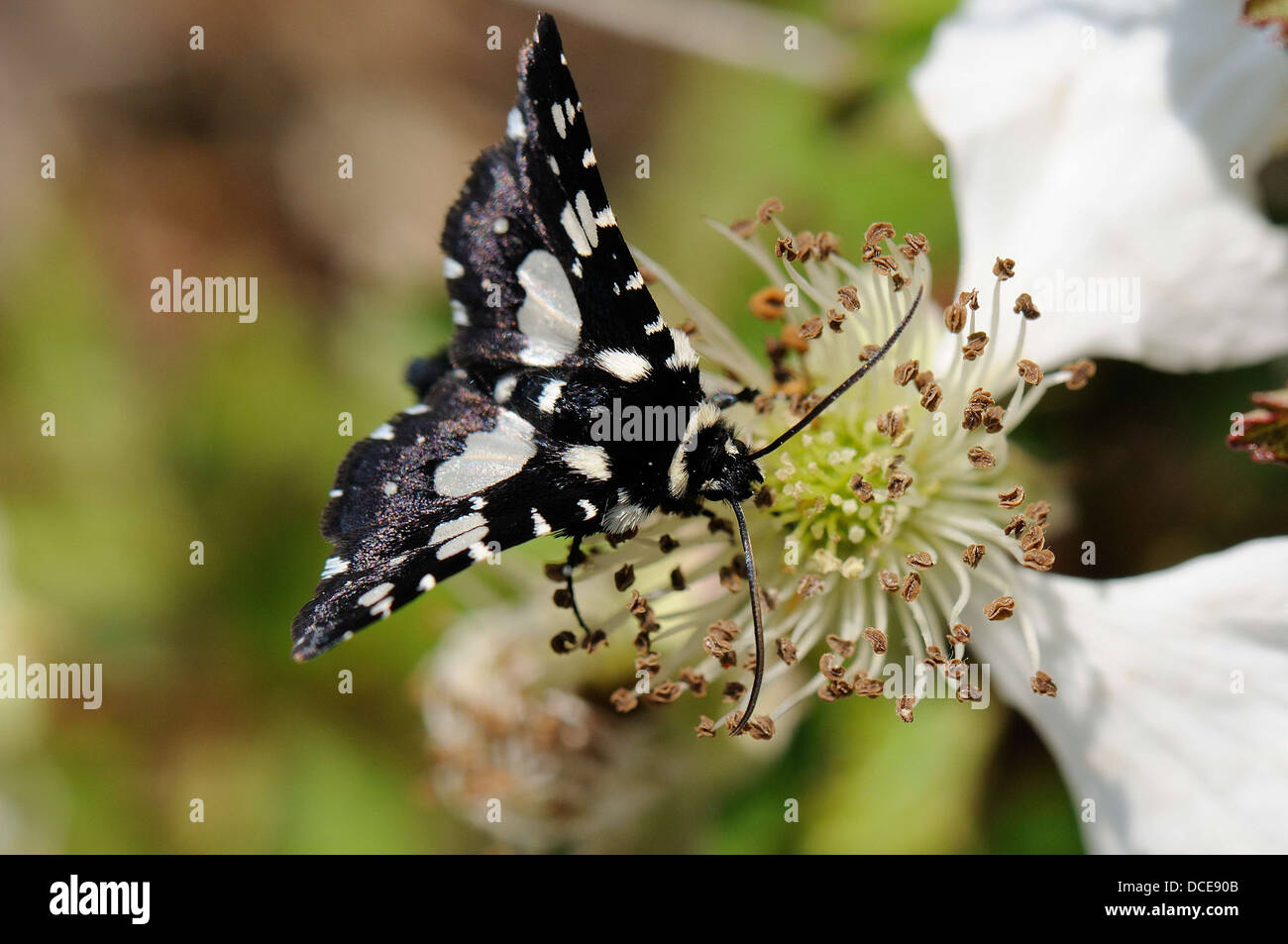 Mournful Thyris Foto Stock