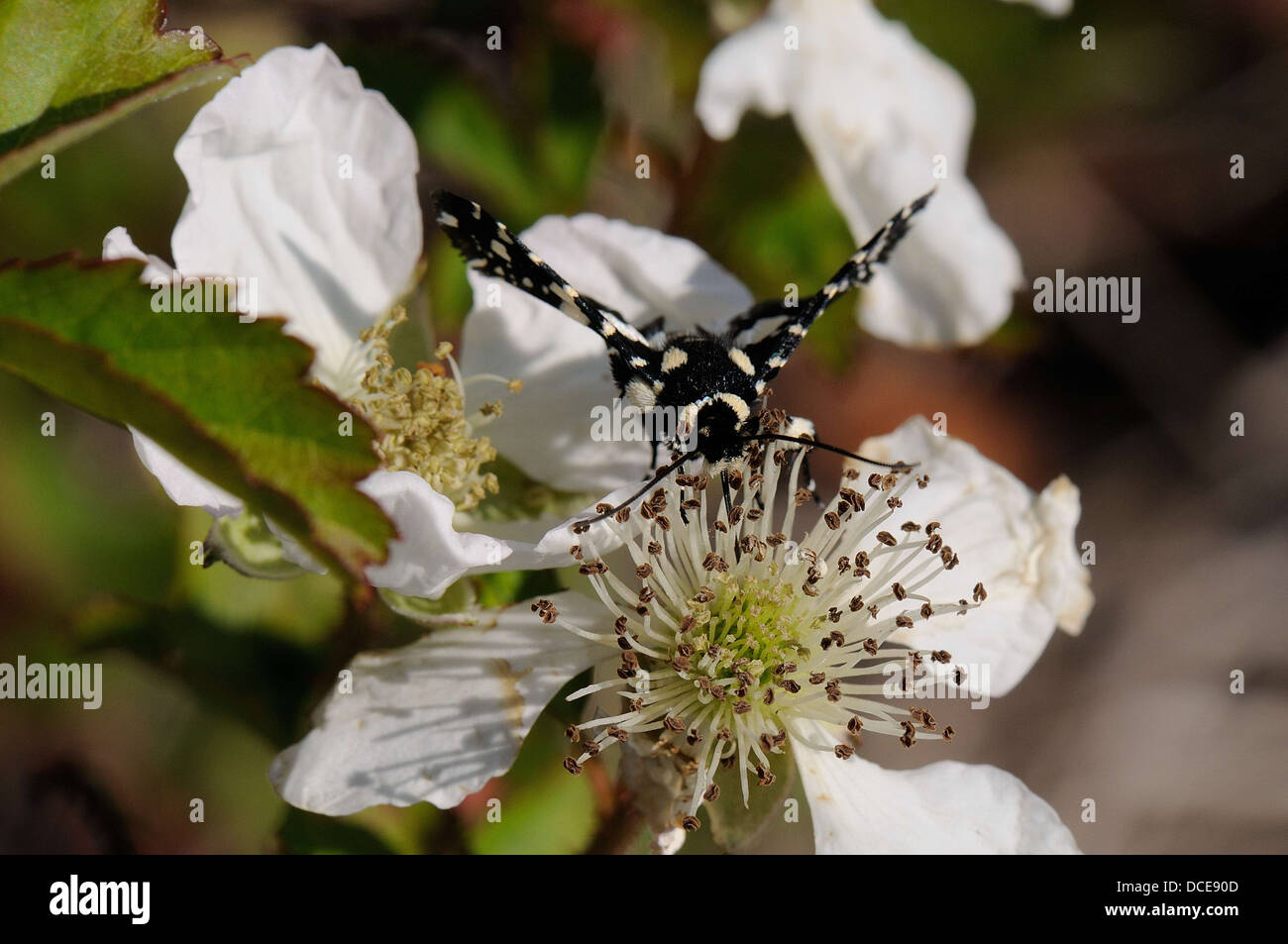 Mournful Thyris Foto Stock