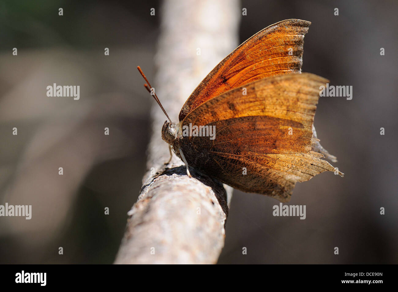 Goatweed Leafwing Foto Stock