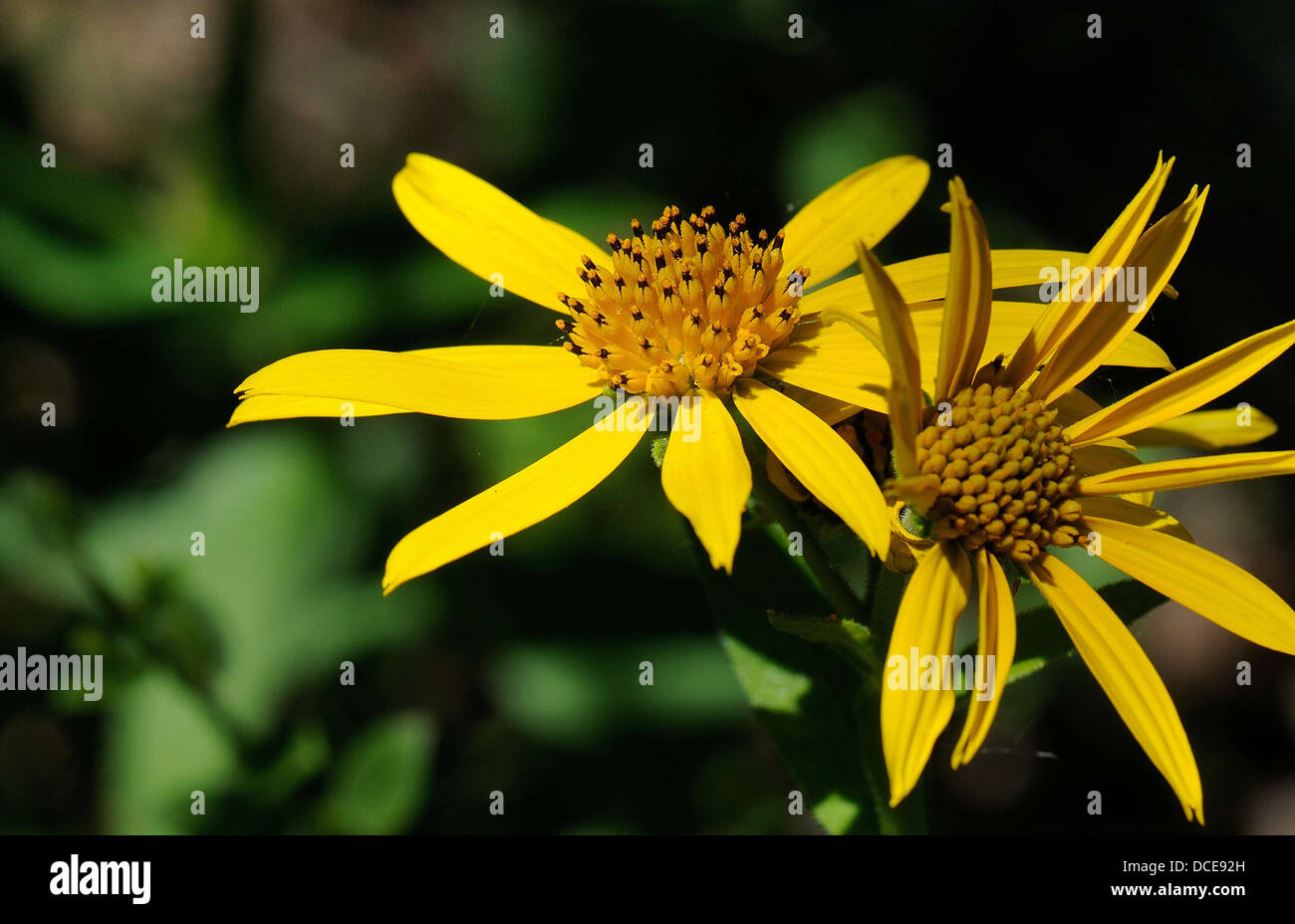 Giallo girasole selvatico Foto Stock