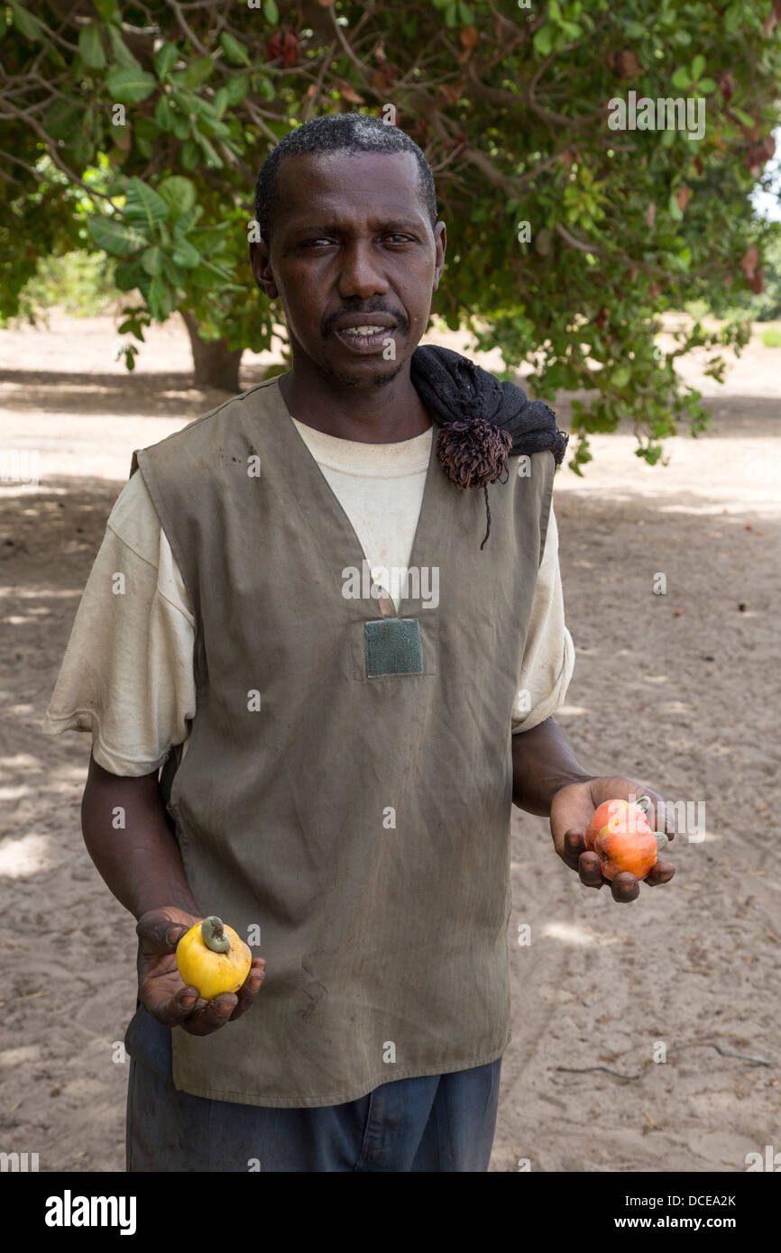 Contadino con Noci di acagiù e frutta di acagiù, vicino a Sokone, Senegal Foto Stock