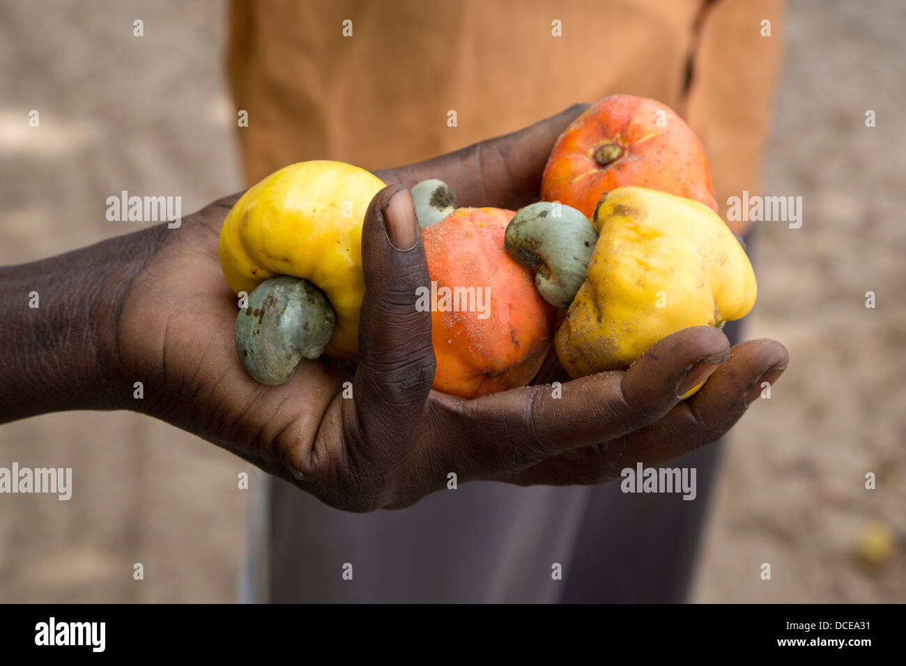 Contadino con Noci di acagiù e frutta di acagiù, vicino a Sokone, Senegal Foto Stock