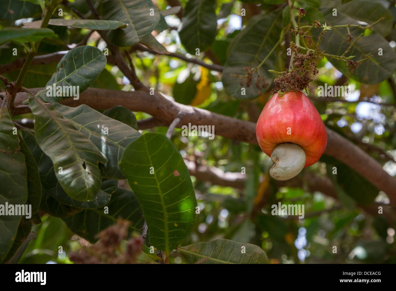 Red anacardi Apple nella struttura ad albero con il dado, vicino a Sokone, Senegal Foto Stock