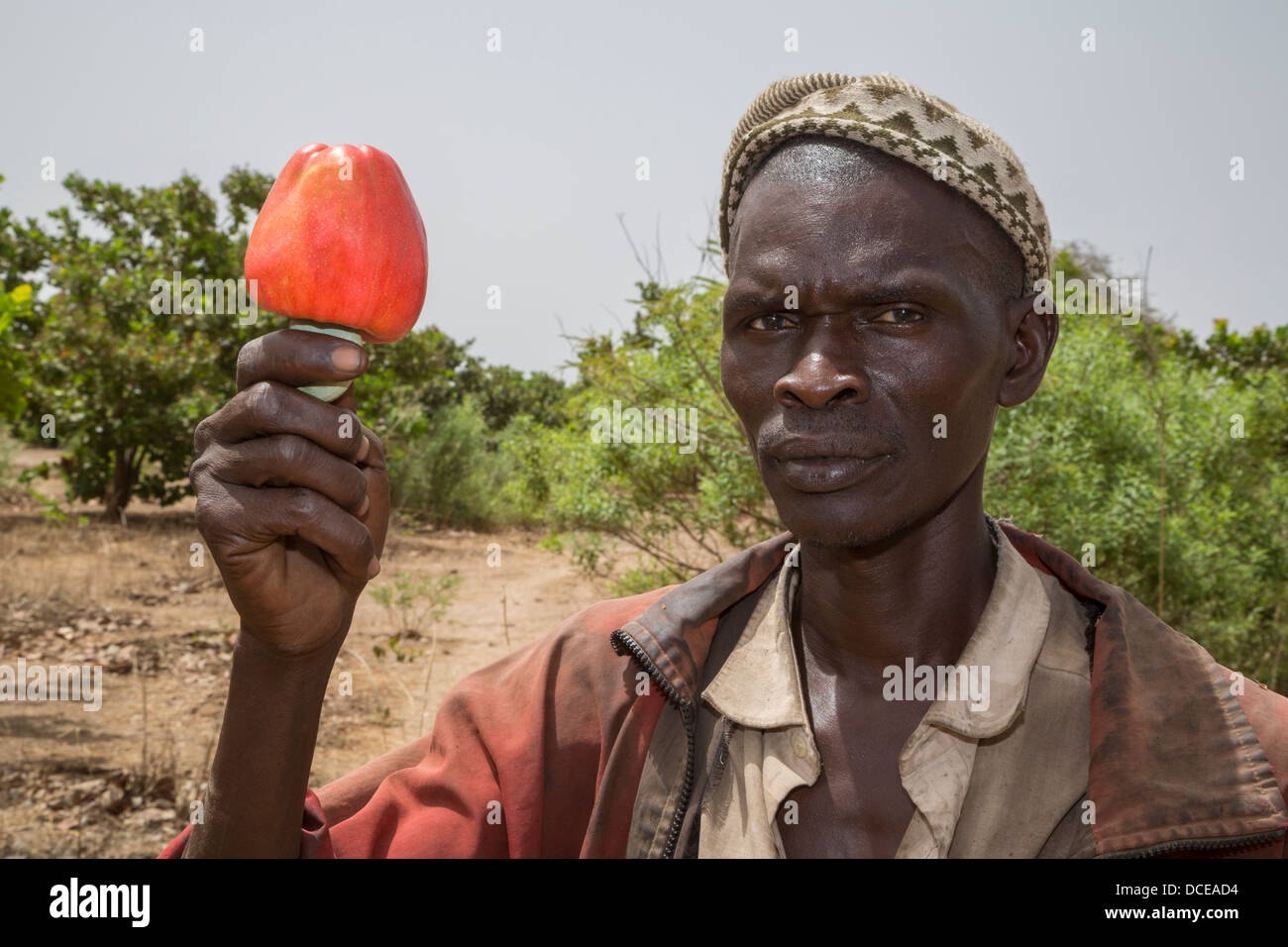 Contadino con Anacardi e anacardi Apple, vicino a Sokone, Senegal Foto Stock