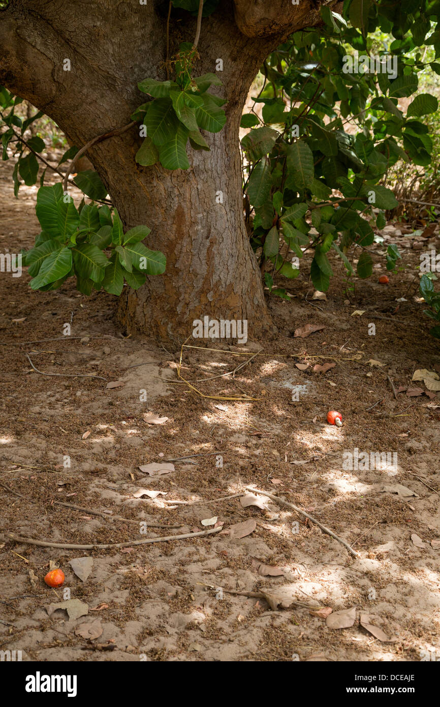 Di acagiù e dadi giacente sul terreno. La frutta non dovrebbe essere prelevato dal tree ma raccolto dopo che sono caduti a terra. Foto Stock