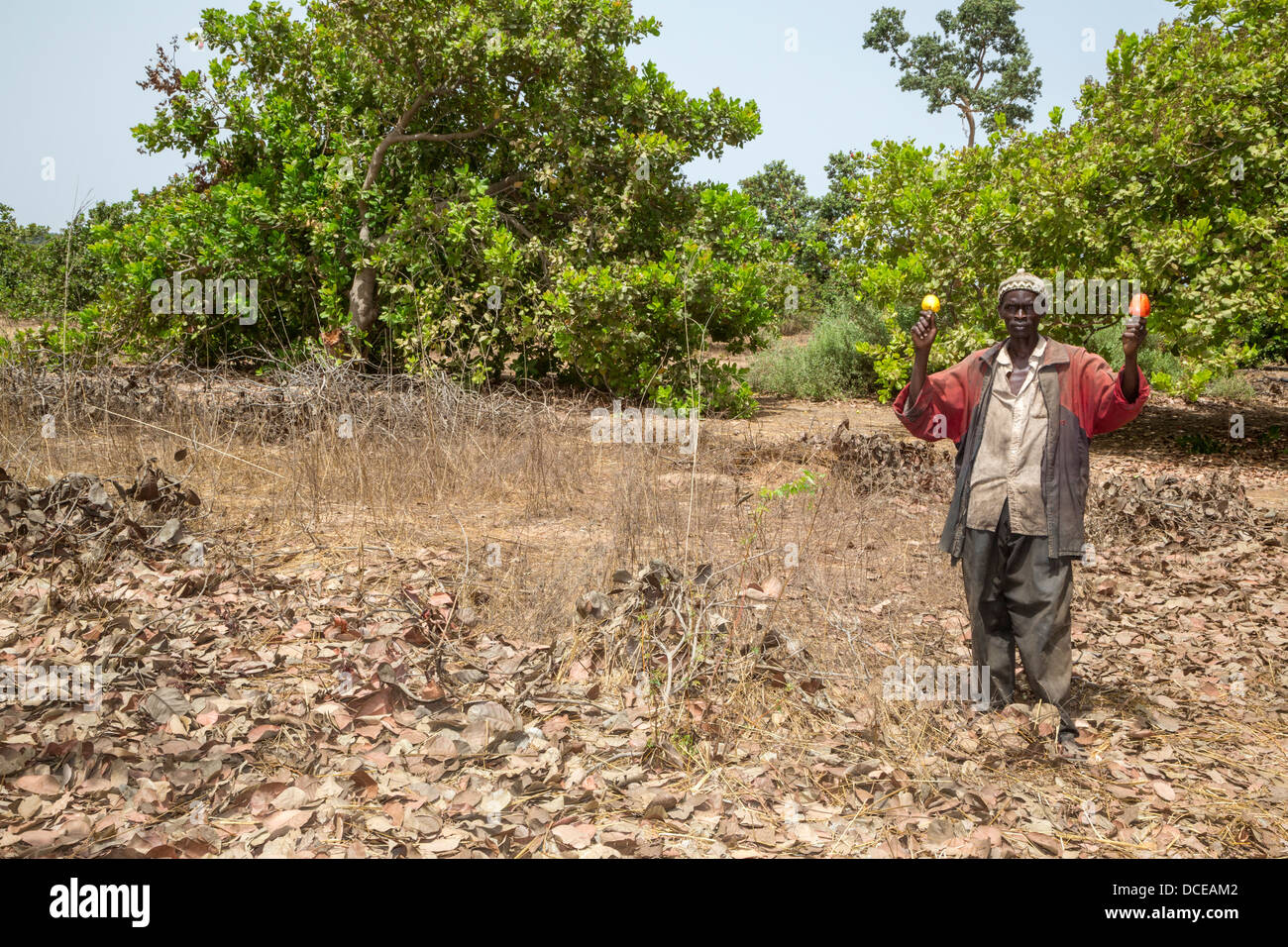 Anacardi l'agricoltore che detiene due di acagiù e i dadi. Vicino a Sokone, Senegal. Foto Stock