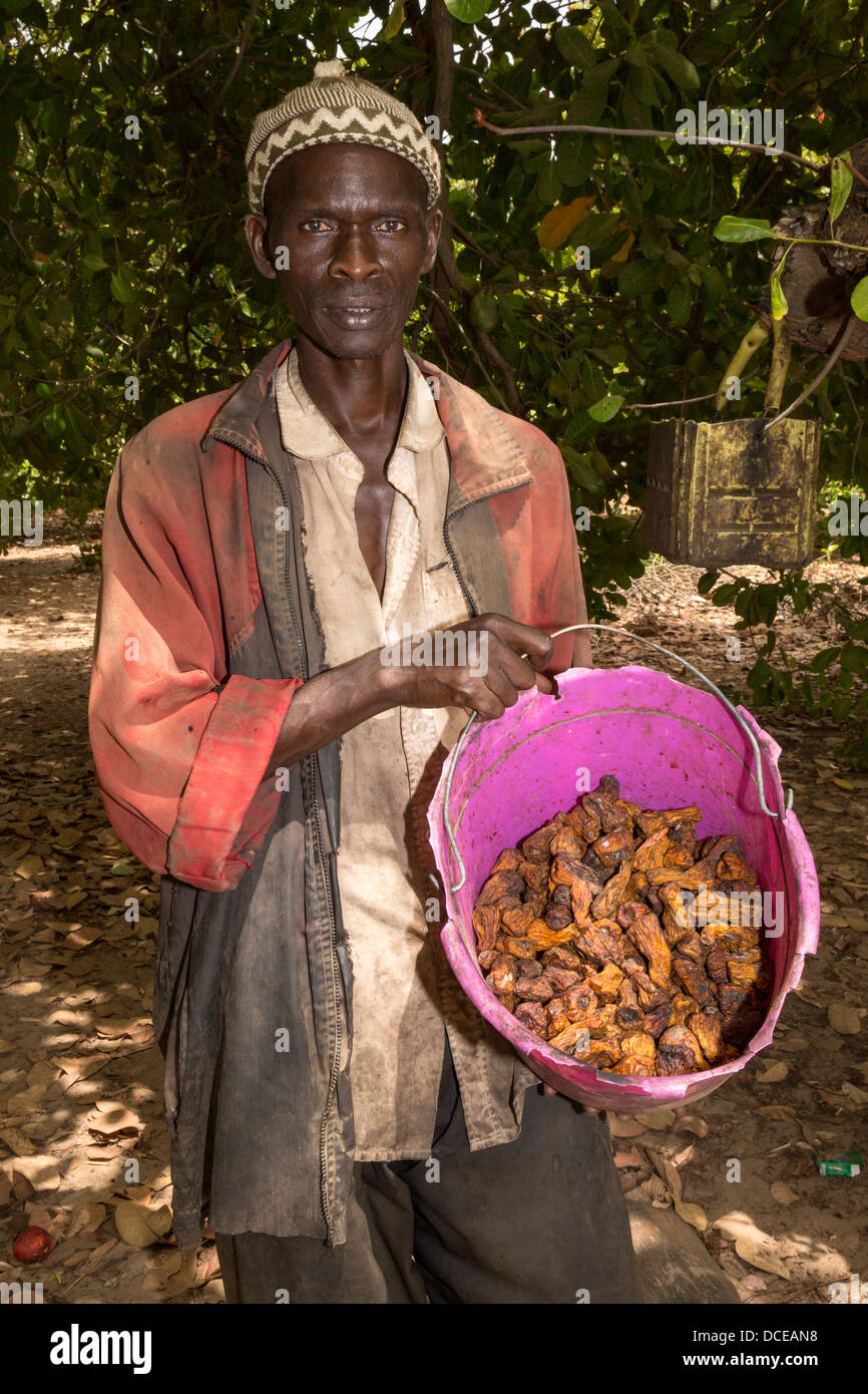 L'agricoltore che detiene la benna di essiccato anacardi Apple frutta, vicino a Sokone, Senegal Foto Stock