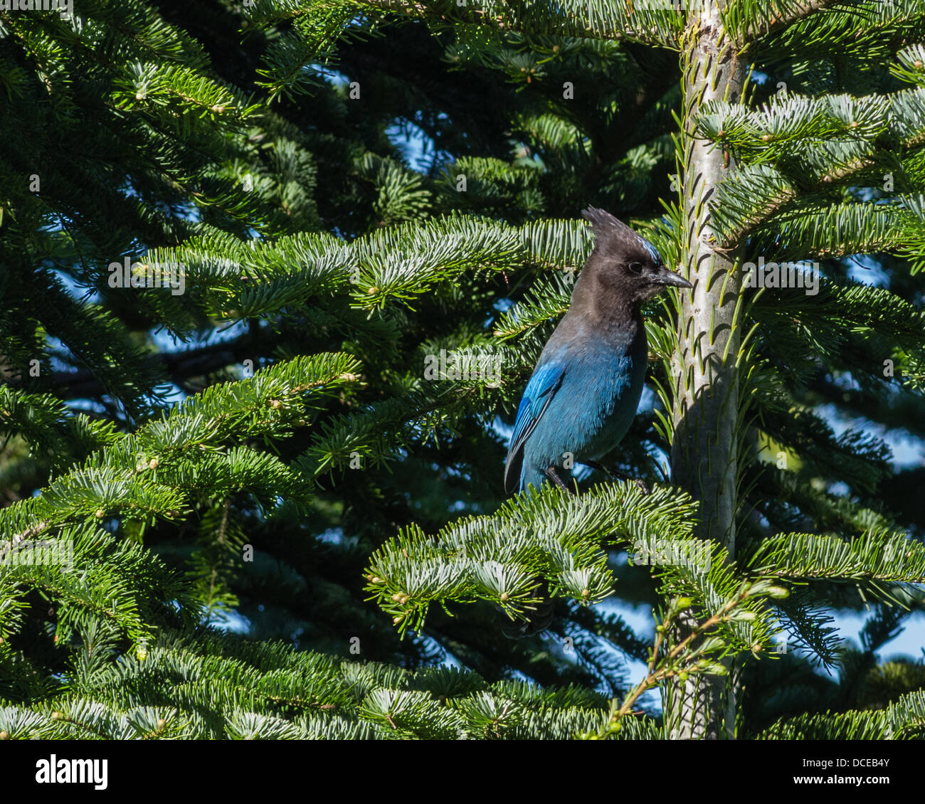 Oregon, Mt Hood National Forest. Cyanocitta stelleri o Steller Jay in un abete Foto Stock