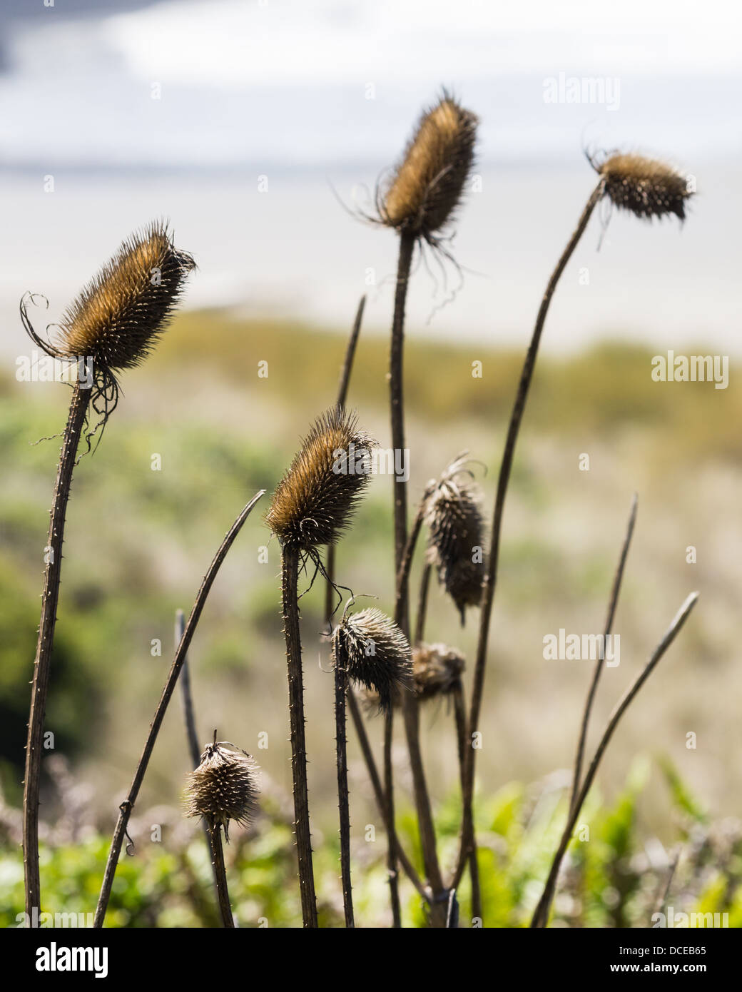 Spiaggia d'oro Oregon. Dipsacus fullonum o teasel comune con secchi teste di seme che cresce su Oregon Coast Foto Stock