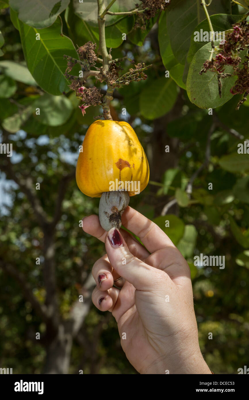 Anacardi Apple con Anacardi nella struttura ad albero, vicino a Sokone, Senegal Foto Stock