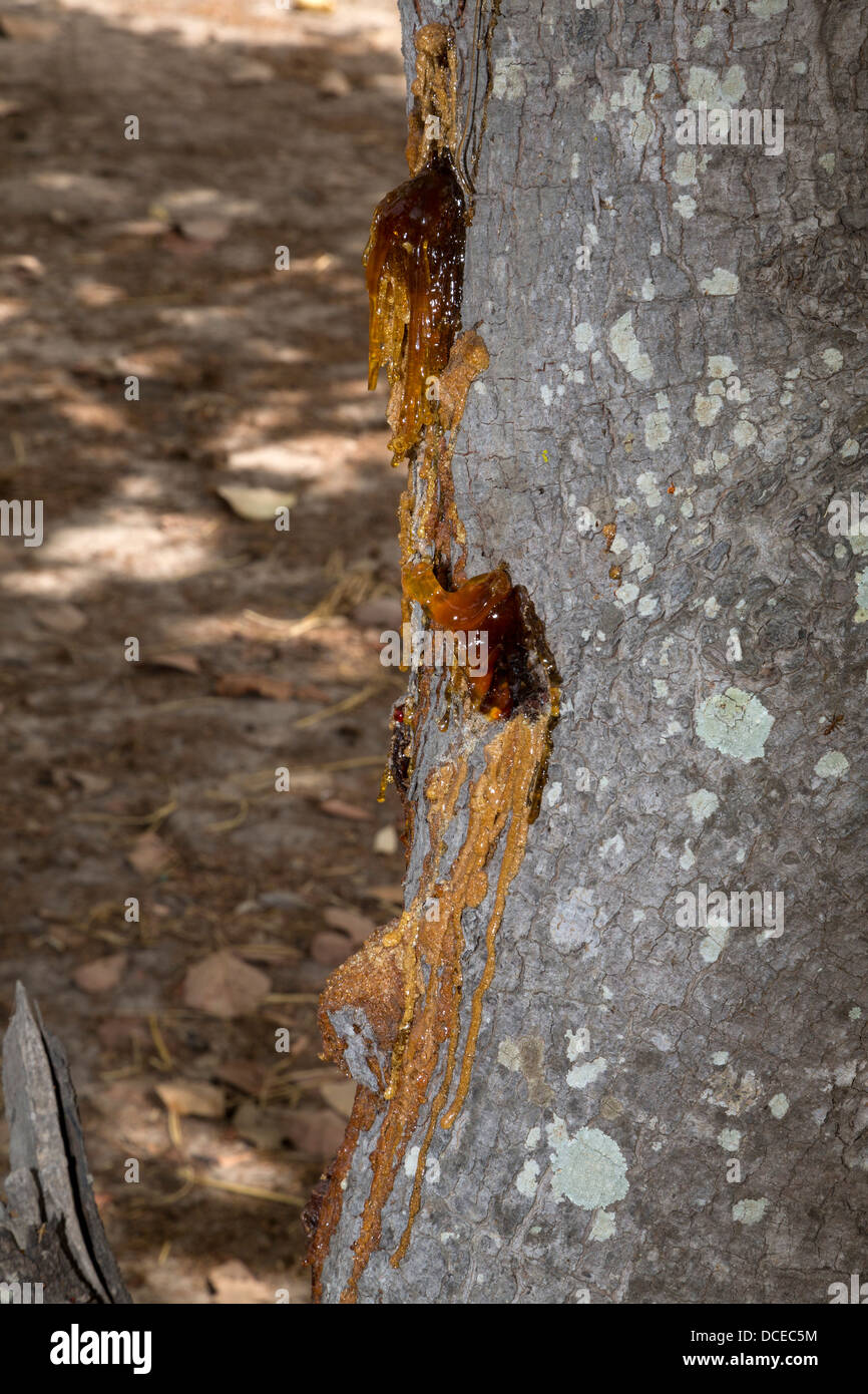 Sap che fluisce dal tronco di questo Anacardi indica ad albero è affetto da una malattia, forse un'infestazione di insetti. Foto Stock
