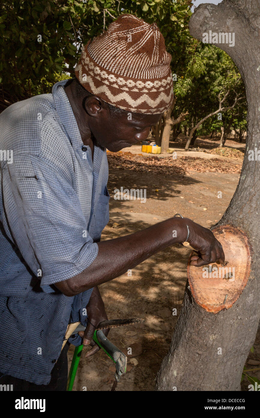 La potatura di anacardi rivela ad albero noioso insetti che possono uccidere Tree. Vicino a Sokone, Senegal Foto Stock