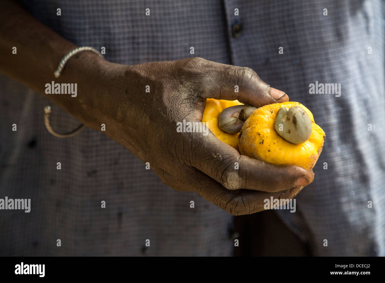 Anacardi Azienda agricoltore giallo anacardi Apple, vicino a Sokone, Senegal Foto Stock