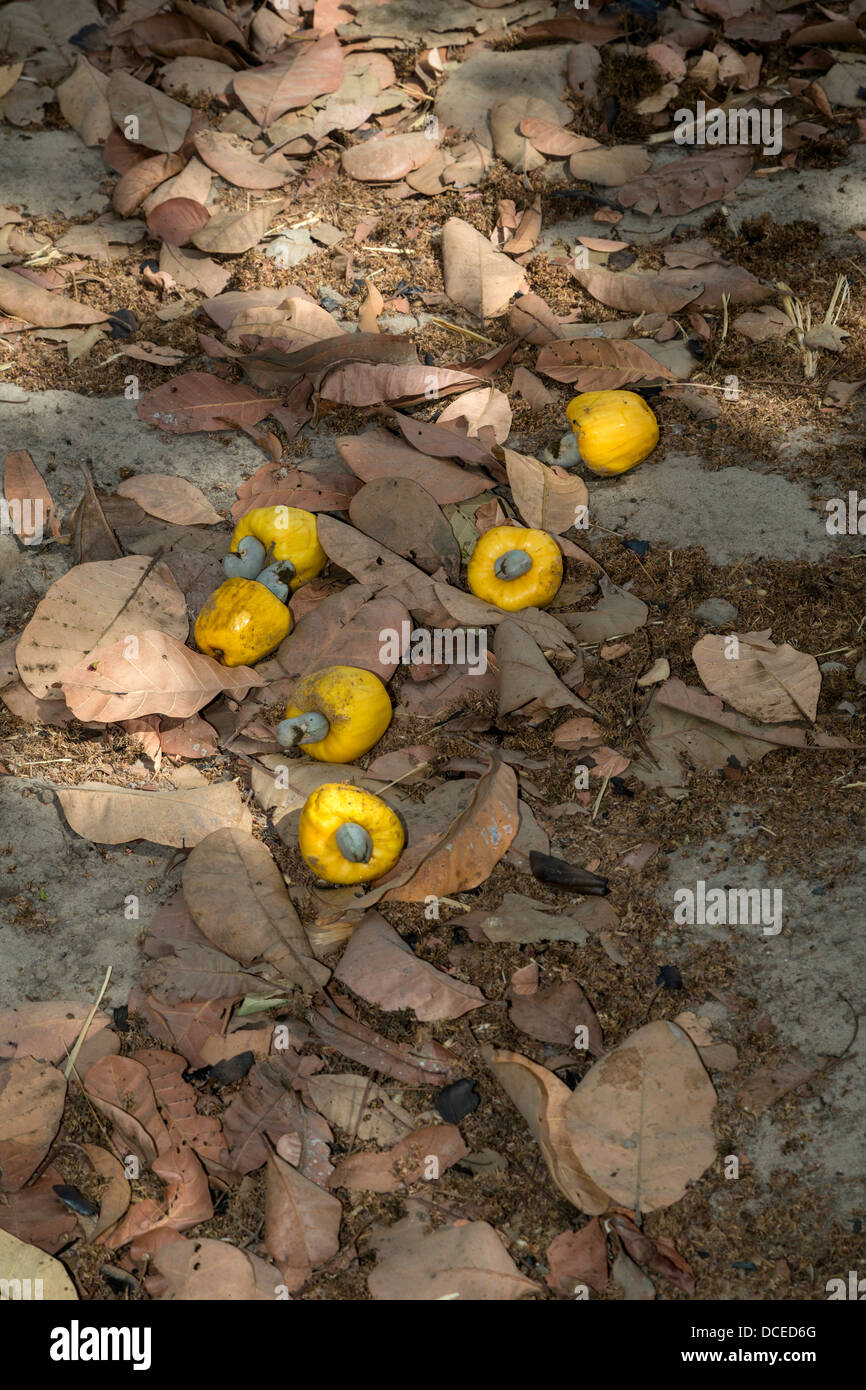 Il giallo di acagiù e dadi giacente a terra, vicino a Sokone, Senegal. Foto Stock