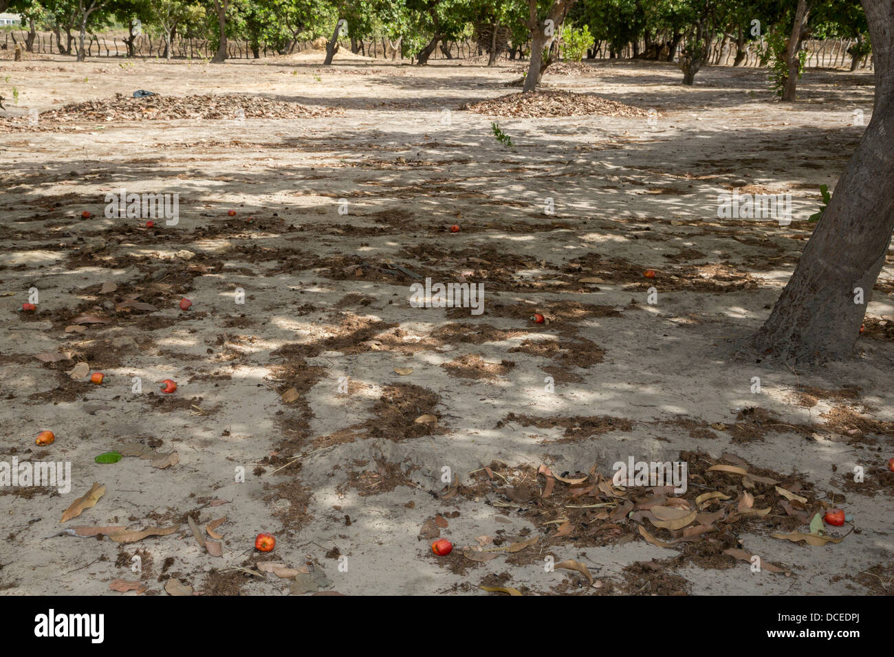 Rosso di acagiù e dadi giacente a terra, vicino a Sokone, Senegal. Foto Stock
