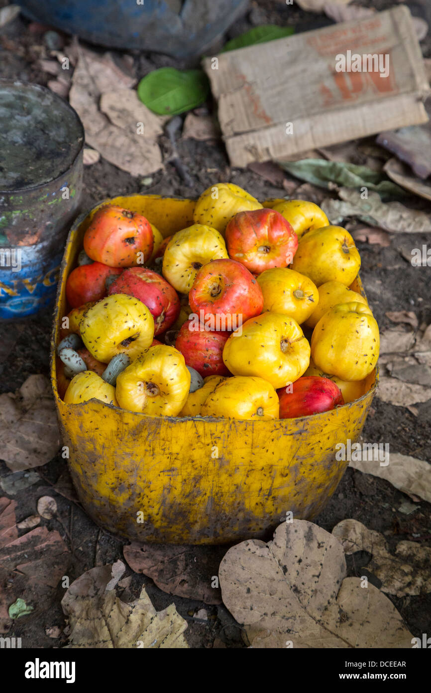 Rosso e Giallo di acagiù raccolte da terra, vicino a Sokone, Senegal. Piccola frutta mosche look per succhi di frutta. Foto Stock