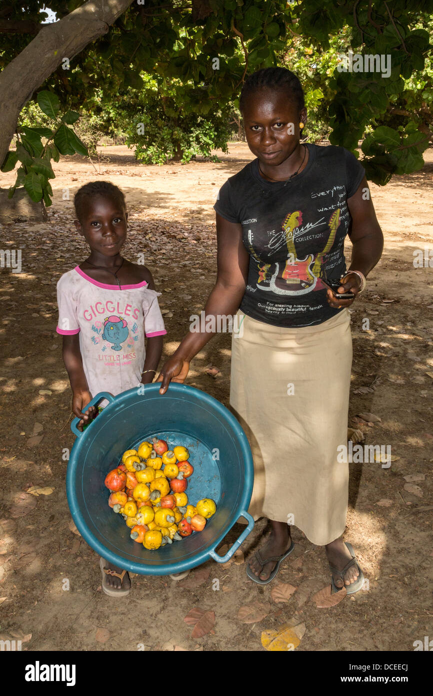 Donna e giovane ragazzo raccogliere frutta di acagiù e i dadi dal suolo, vicino a Sokone, Senegal. Foto Stock
