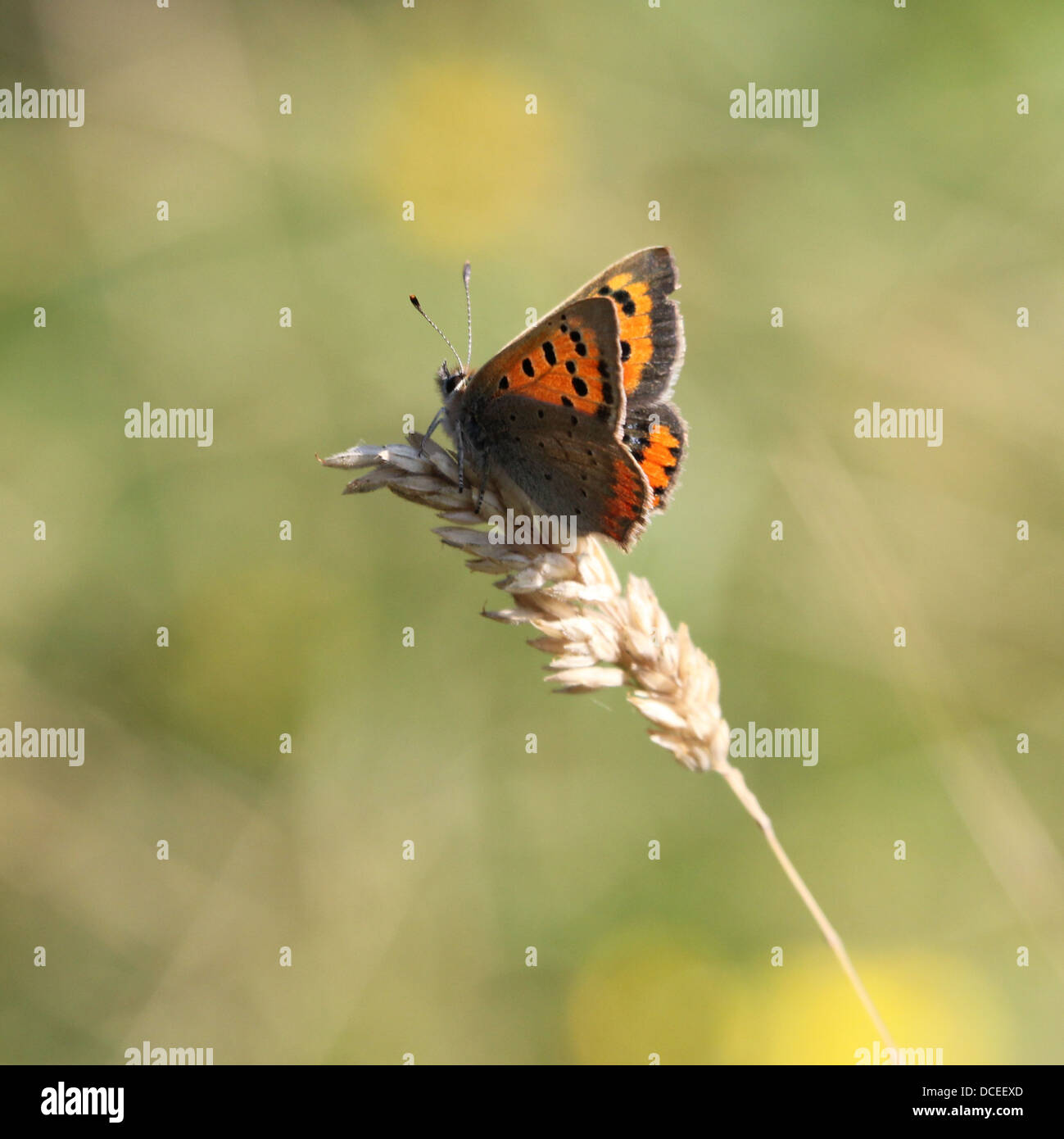 Piccolo comune o di rame (Lycaena phlaeas) in posa e rovistando su una varietà di fiori diversi (80 immagini in serie) Foto Stock