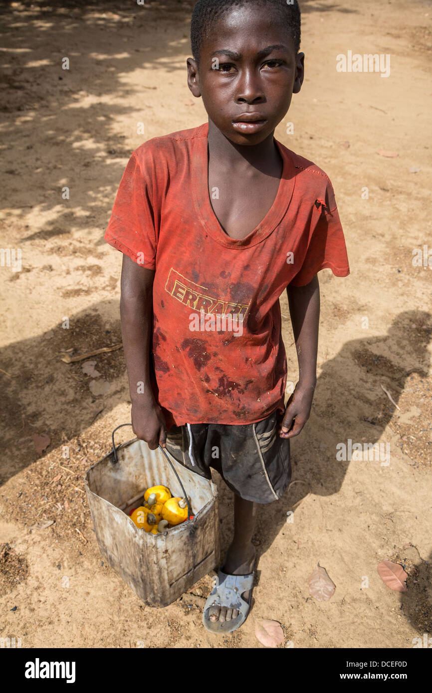 Ragazzo giovane la raccolta di frutta di acagiù e i dadi dal suolo, vicino a Sokone, Senegal. Foto Stock