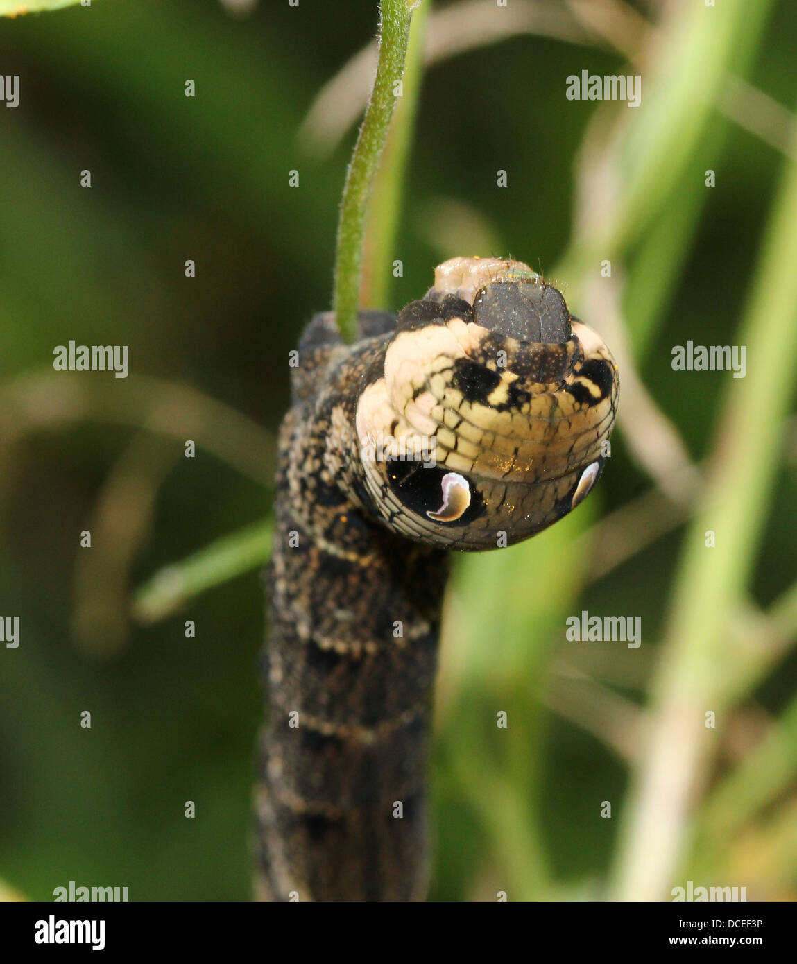 Serie dettagliate di close-up di Caterpillar di Elephant Hawk-moth (Deilephila elpenor), alimentazione & posa Foto Stock