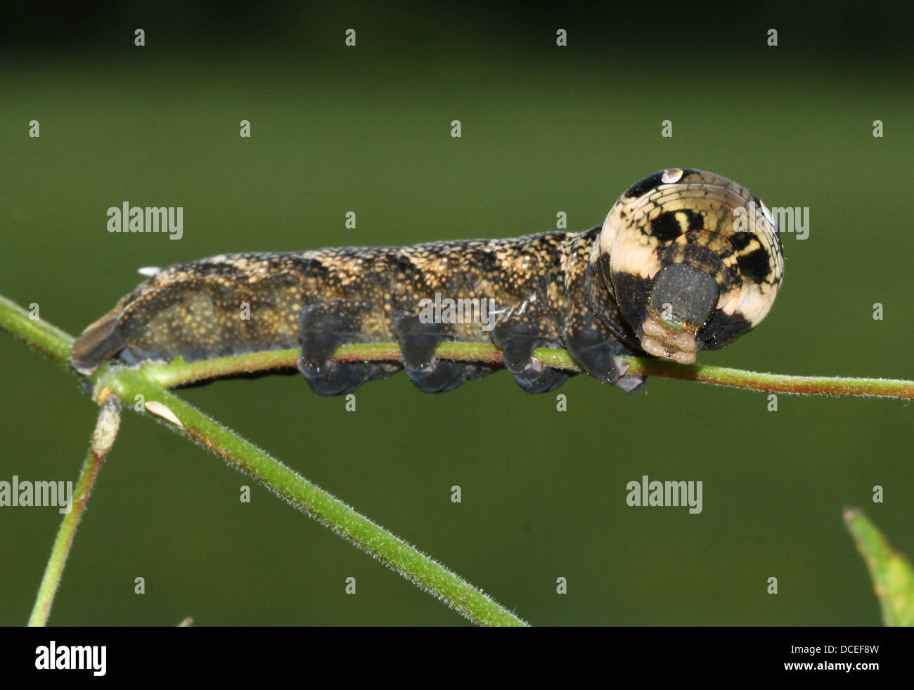Serie dettagliate di close-up di Caterpillar di Elephant Hawk-moth (Deilephila elpenor), alimentazione & posa Foto Stock