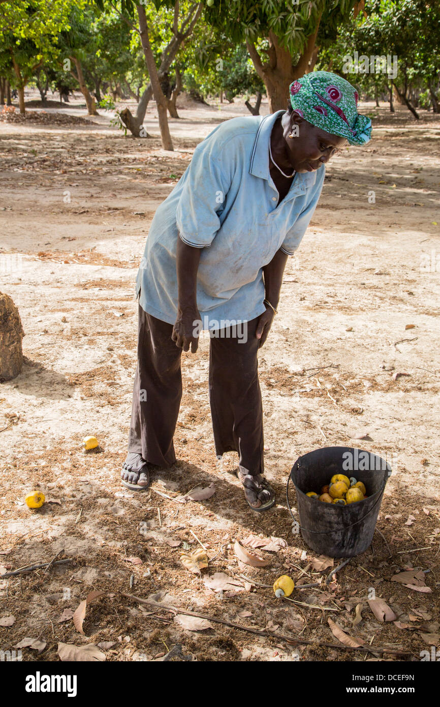 La donna la raccolta di frutta di acagiù e i dadi dal suolo, vicino a Sokone, Senegal. Foto Stock