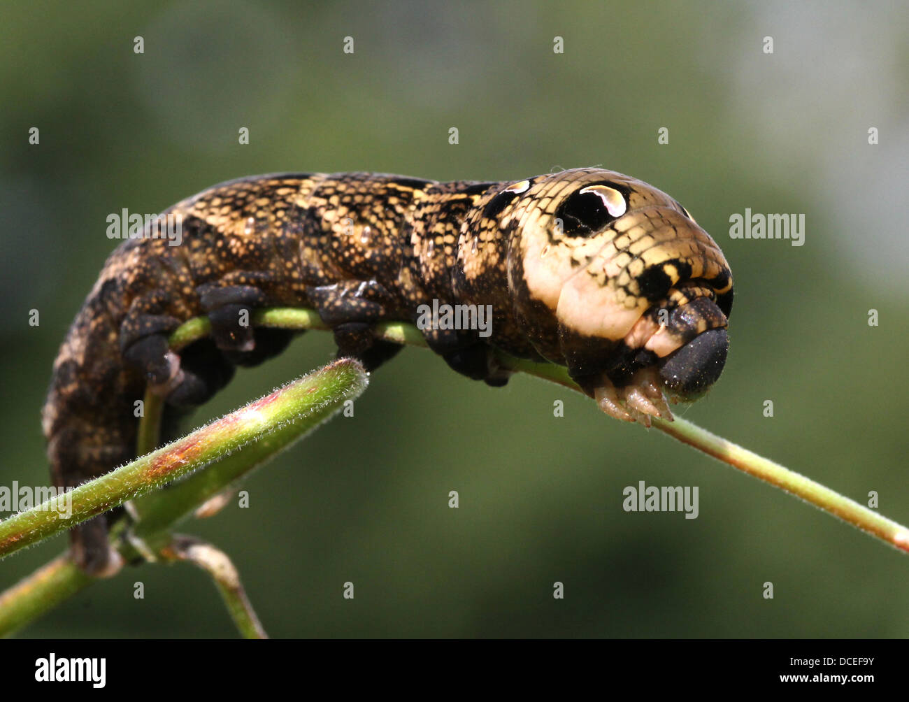 Serie dettagliate di close-up di Caterpillar di Elephant Hawk-moth (Deilephila elpenor), alimentazione & posa Foto Stock